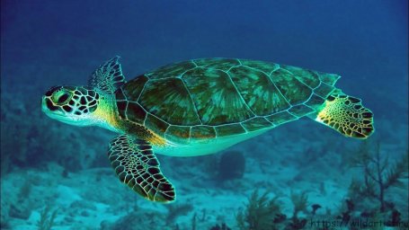 Морская-черепаха